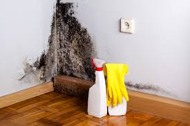 Best Mold Documentation for Insurance Claims  in Edgewood, WA